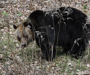 Niedźwiedzie w poznańskim ZOO wybudziły się z zimowego snu