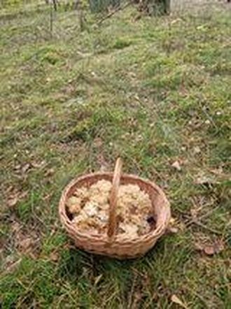   Masa grzybów w lasach Warmii i Mazur. Nasi Czytelnicy chwalą się zbiorami! Zobacz zdjęcia