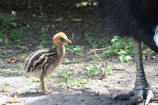 W Warszawskim ZOO wykluł się kazuar hełmiasty