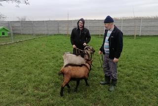 SZOK! Kozy błąkały się po Kaliszu. Jak się tu znalazły? [ZDJĘCIA]