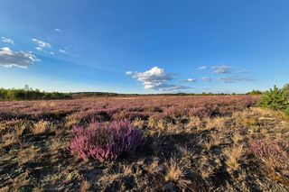 Rezerwat Wrzosowiska w Okonku