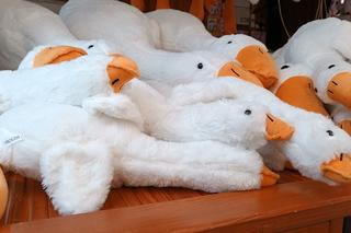 Gęś Pipa robi furorę na wrocławskim Rynku. O swojej Pipie marzy każdy