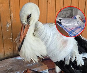 Uczył się latać i zderzył się z dronem!