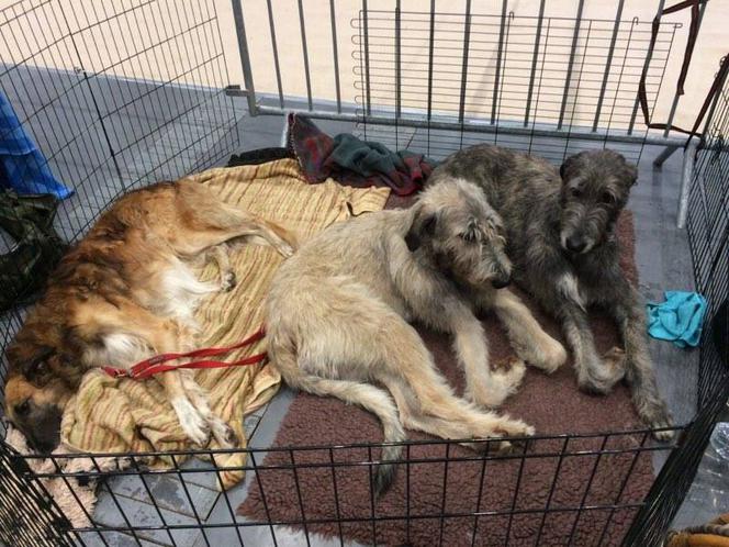 Wystawa Psów Rasowych w Poznaniu 2016