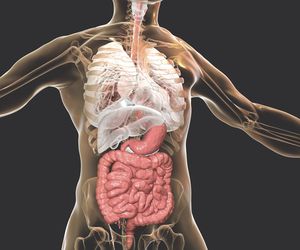 Jama brzuszna – budowa, funkcje i najczęstsze schorzenia