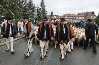 Redyk i Święto Bacowskie w Ludźmierzu