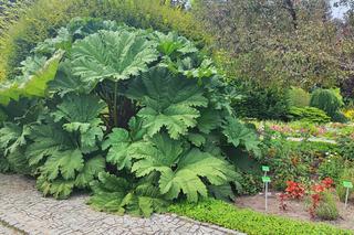 To jeden z najpiękniejszych ogrodów botanicznych w Polsce. Znajduje się na Dolnym Śląsku 