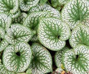 Brunnera wielkolistna