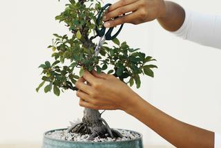Formowanie drzewek bonsai. Cięcie i drutowanie drzewek bonsai
