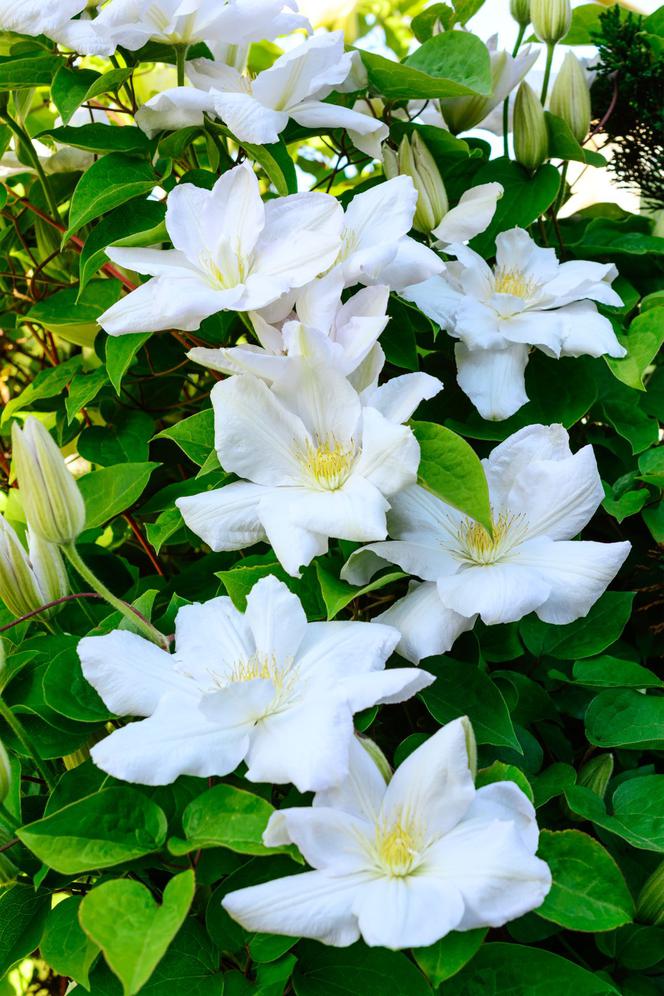 clematis.jpg