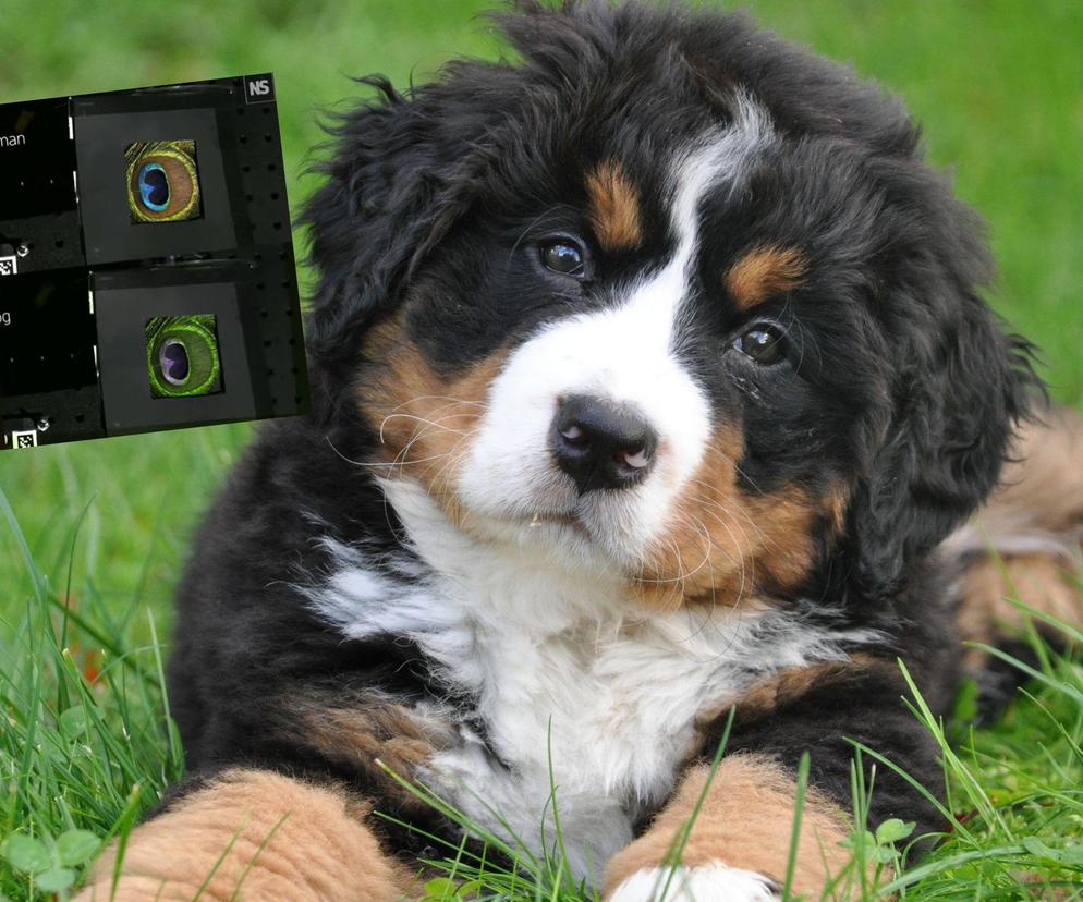 Jakie kolory widzi pies? Naukowcy z Wielkiej Brytanii zbudowali kamerę, która widzi jak zwierzęta