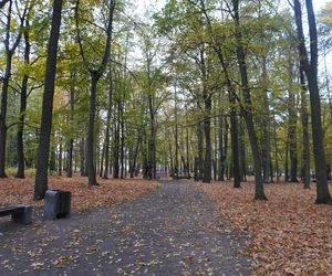 Park Lubomirskich w Białymstoku jesienią 