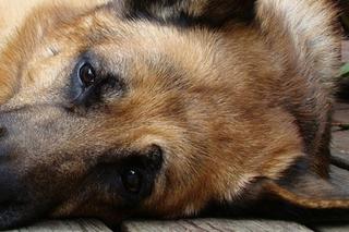 Dolny Śląsk: Psy bez jedzenia, wody i bud przy mrozach sięgających nawet -17°C! [WIDEO]