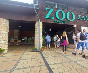  zamojskie ZOO