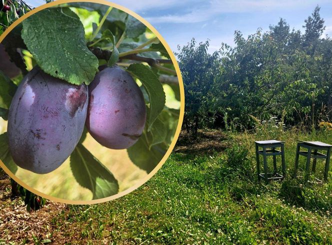 Śliwkowy sad pod Bydgoszczą. Drzewa uginają się pod ciężarem owoców, można rwać i brać za pół ceny!