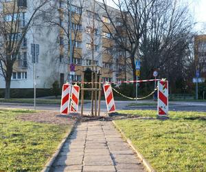 Posadzili drzewo na środku chodnika