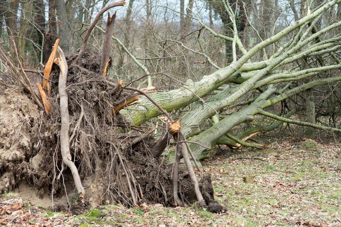 Krajobraz jak po burzy. Kilkaset interwencji strażaków w Lubelskiem