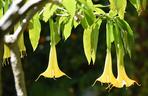 Niesamowita Datura. Zdjęcia