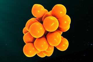Chemokiny i ich rola dla odporności organizamu