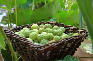 Ogórek meksykański