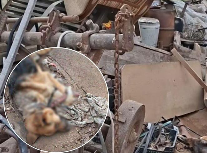 Interwencja OTOZ Animals oddział kujawsko-pomorski