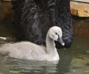 Maluszki w warszawskim ZOO