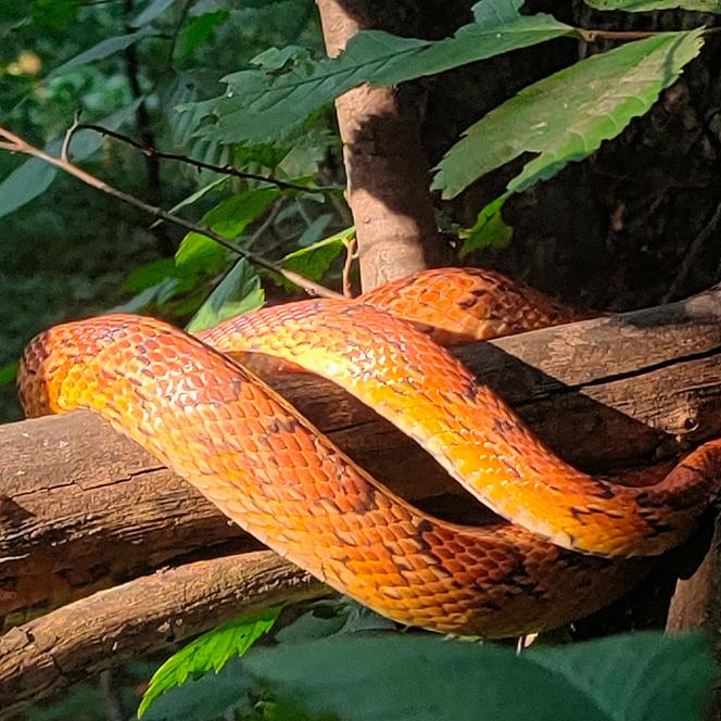 Kraków. Wąż zbożowy odłowiony w Parku Reduta. Wygrzewał się 1,5 metra nad ziemią