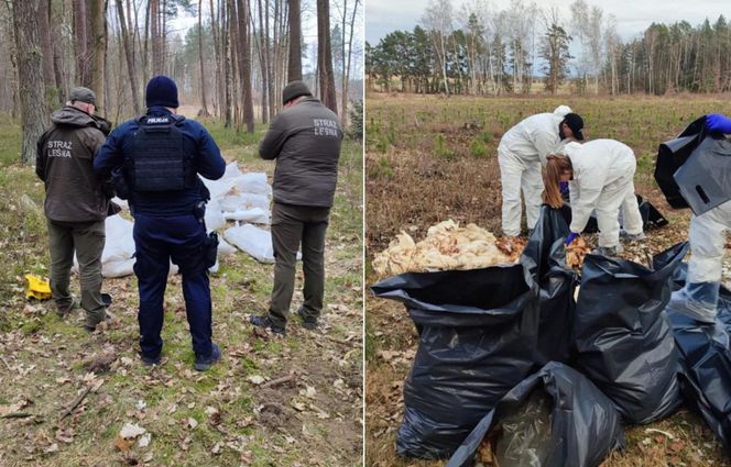 Setki martwych kur wyrzucone do lasu pod Nidzicą. Leśnicy w szoku!