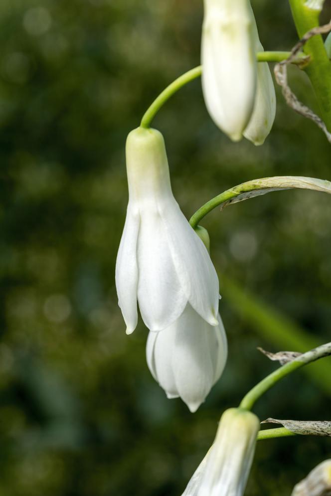 Galtonia biaława