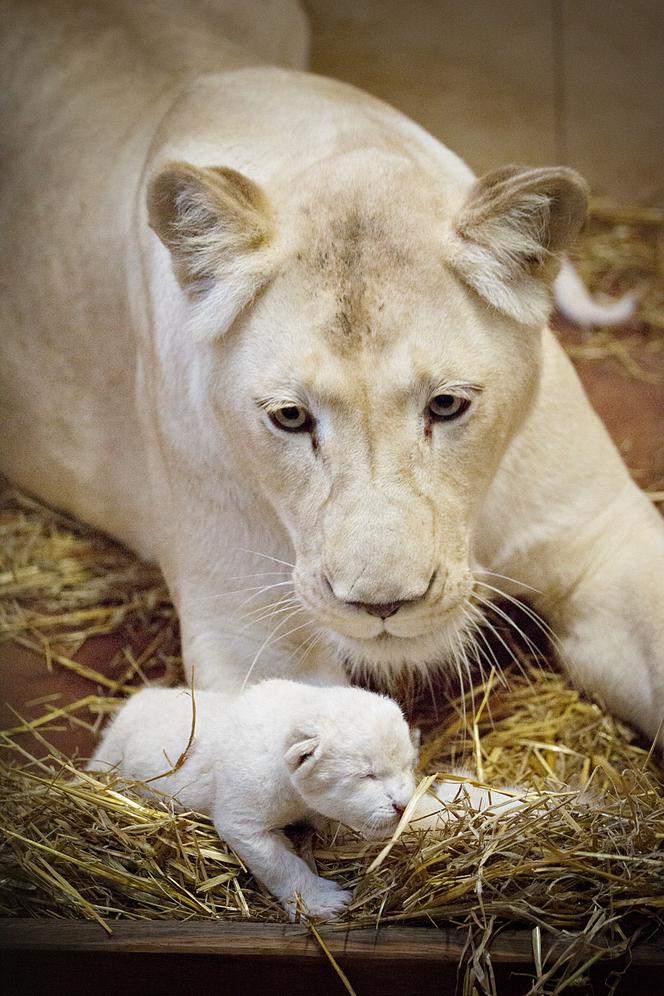 2 Białe lwy w Zoo Safari Borysew