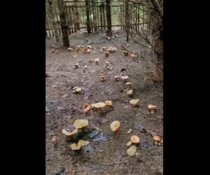 Takiego wysypu rydzy to jeszcze nie widzieliście. Marzenie każdego grzybiarza wideo podbija sieć! Gdzie można znaleźć tak dużo grzybów?