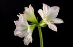 Hippeastrum