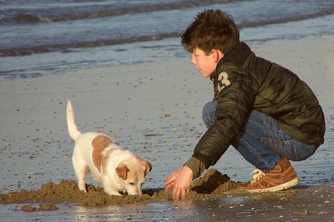Psy na plaży w Trójmieście - gdzie legalnie możemy je wyprowadzać?