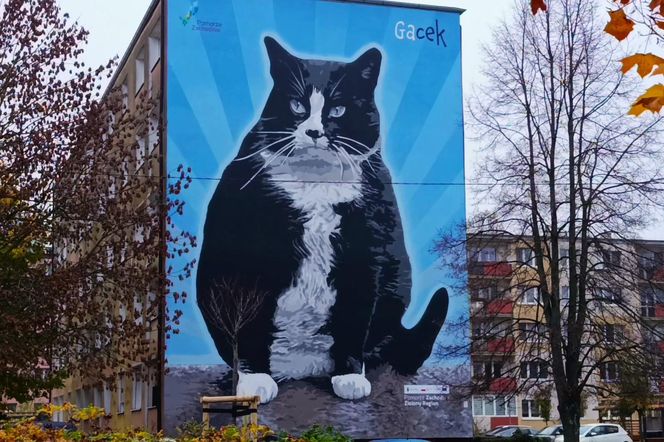 Mural z kotem Gackiem już odsłonięty