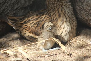 Pisklę kulona wykluło się w warszawskim ZOO 