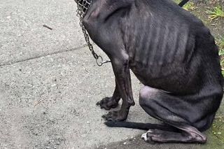 Przywiązała psa do płotu i zostawiła. Suczka umierała w męczarniach. Szokujące tłumaczenie właścicielki