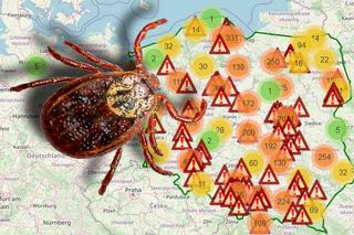 Kleszcze w Polsce. Inwazja pasożytów rozpoczęta