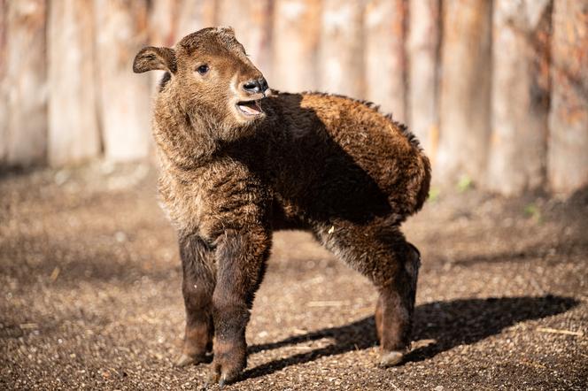 Nowy mieszkaniec wrocławskiego zoo! Co to za zwierzę? [ZDJĘCIA]