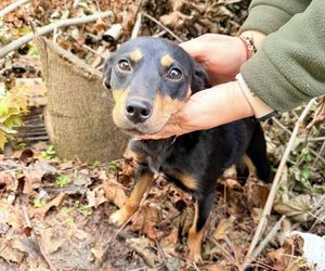Grześ skazany na śmierć w męczarniach. Bestia przywiązała go do drzewa! Błagamy o pomoc