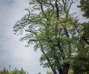 Robinia biała z Pragi-Południe