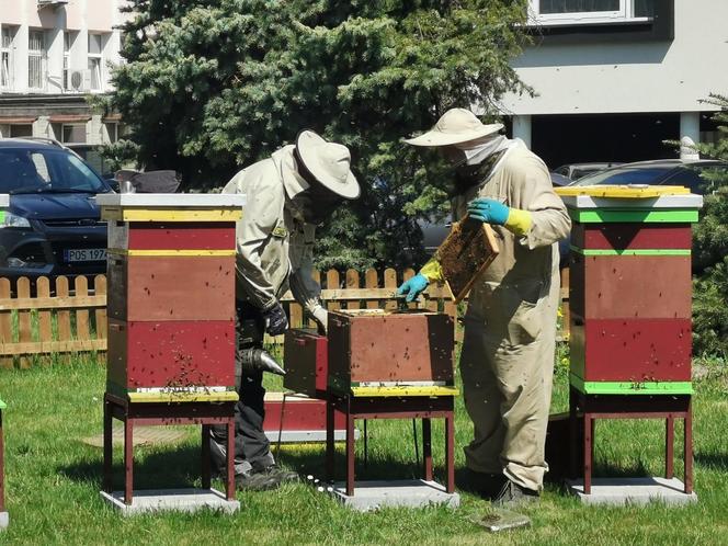 Pszczoły z miejskich uli w Ostrowie już pracują ;)