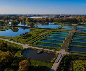 Unijne dofinansowanie dla Stawów Milickich! Zainwestowane zostanie kilkanaście milionów