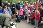 Owce z myślęcińskiego zoo pozbyły się nadmiaru wełny. Zobaczcie, jak wyglądało ich strzyżenie! [ZDJĘCIA]