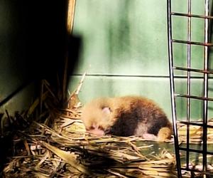 Cud narodzin w poznańskim zoo! Czekali na to ponad 20 lat