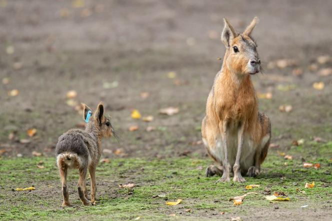 To nie królik ani zając. We wrocławskim zoo można oglądać urocze mary patagońskie