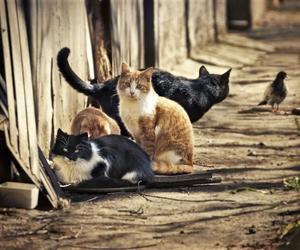 Rekordowa liczba kotów w Schronisku dla bezdomnych zwierząt w Szczecnie