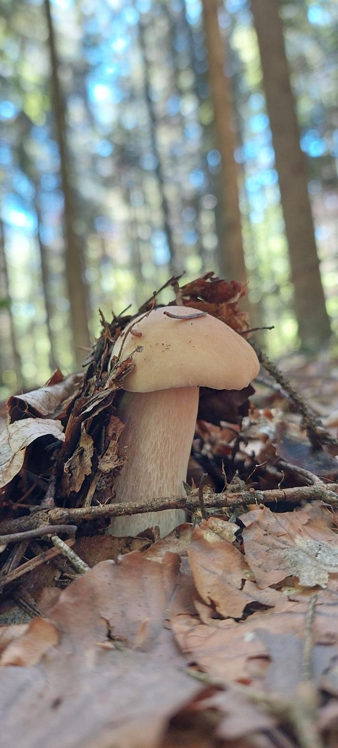 Wysyp grzybów w woj. lubelskim 