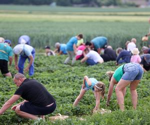 Samozbiory truskawek 2024 na Śląsku przyciągnęły prawdziwe tłumy