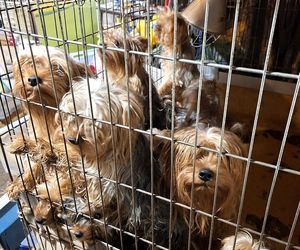 Nie żyje właścicielka pseudo hodowli w Bydgoszczy! 85 psów żyło w strasznych warunkach