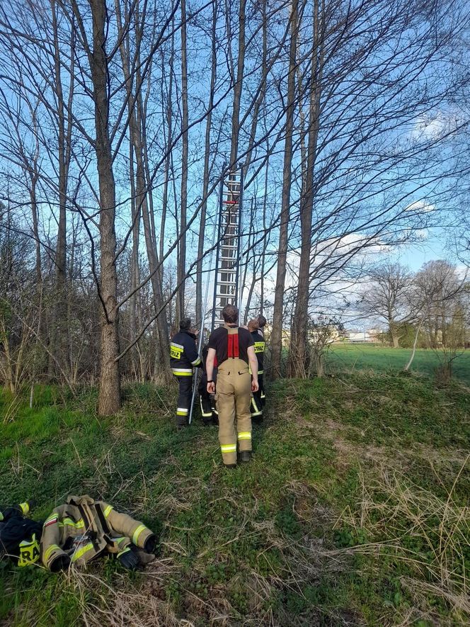 Wystraszony kotek kilkanaście metrów na ziemią